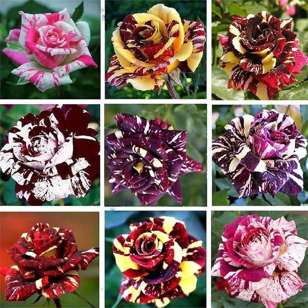 Dragon Rose Mixed Color Flower Seeds for Planting for planting in home garden